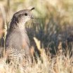 California Quail